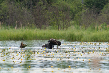 A cow moose and her calf feed in a pond on a rainy evening in a boreal forest.