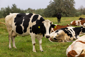 Rural cows graze on a green meadow. Rural life. Animals. agricultural country