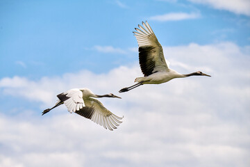 Red - crowned crane in Zhalong Nature Reserve Qiqihar city Heilongjiang province, China. © 孝通 葛
