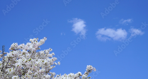 桜と青空 Wall Mural Wallpaper Murals Wallsheaven Imagefuji