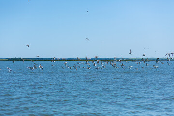 A flock of seagulls hunt fish in the river