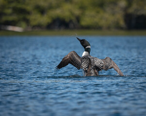 A loon rises out of the water to flap its wings on a remote lake. 