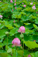 幻想的で美しい蓮の花畑