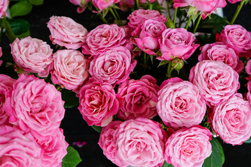 Close up of pink garden spray roses
