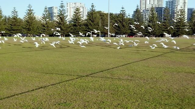Huge flock of parrot birds flying at the local park in Sydney, slow motion