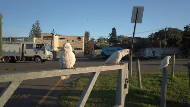 Group of wild White Little Corella Parrot birds sunbathing on the side of the road in the neighborhood at the suburb of Sydney, Australia