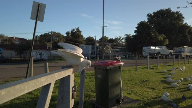 Flocks of White Corella parrot birds are sunbathing and eating the grass on the side of the street.