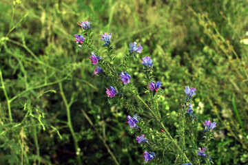 Purple flower growing on a wild grass field. Natural background