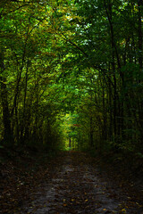 Path in the fall forest. Natural autumn background