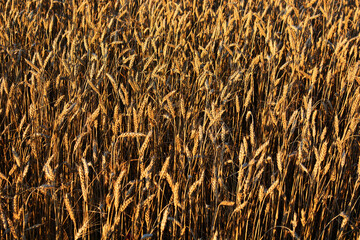 Golden wheat field, agricultural industry concept. Natural background