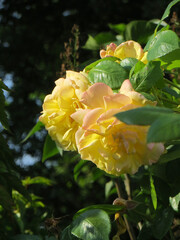 Delicate large yellow roses on a blurry background of lush greenery