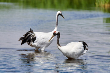 Red - crowned crane in Zhalong Nature Reserve Qiqihar city Heilongjiang province, China.