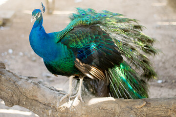 peacock standing on a log showing its chest