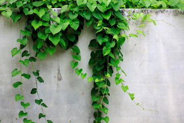 Green leaves vine on the wall