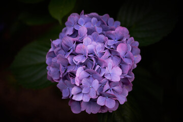 Fototapeta premium 紫の紫陽花