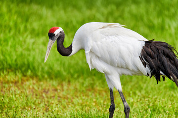 Red - crowned crane in Zhalong Nature Reserve Qiqihar city Heilongjiang province, China.