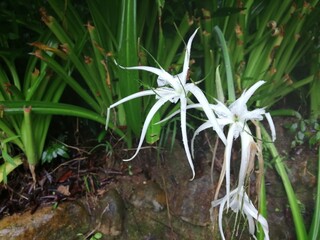 flower in the garden