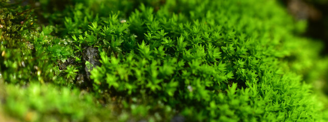 green moss with bokeh background and sunset light. HD Image and Large Resolution. can be used as background and wallpaper. web banners consepts.
