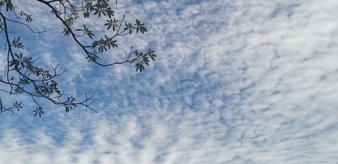 Twigs, leaves, clouds and sky