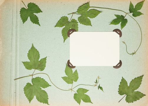 Page from an old photo album. Scrapbooking element decorated with leaves, flowers and petals flowers. For cards, invitations und congratulations. Use in scrapbooking, greetings