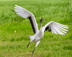 Red - crowned crane in Zhalong Nature Reserve Qiqihar city Heilongjiang province, China.