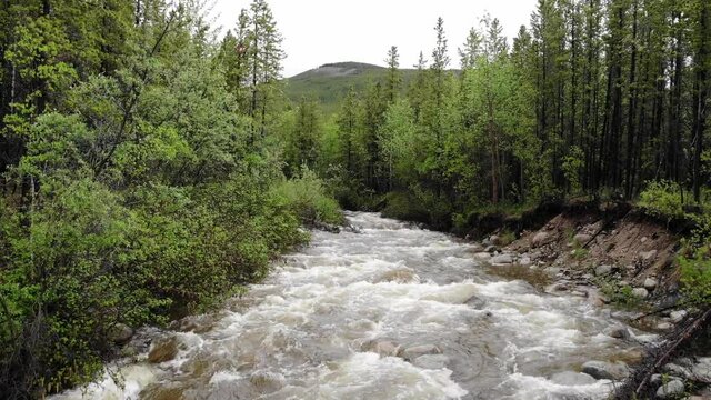 mountain stream in the forest