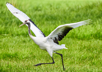 Red - crowned crane in Zhalong Nature Reserve Qiqihar city Heilongjiang province, China.