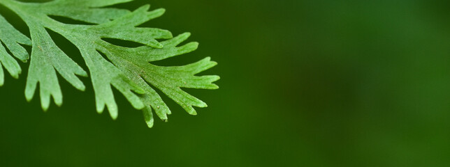 Fototapeta premium flower petals with green blur background and sunset light. HD Image and Large Resolution. can be used as background and wallpaper. web banners consepts.