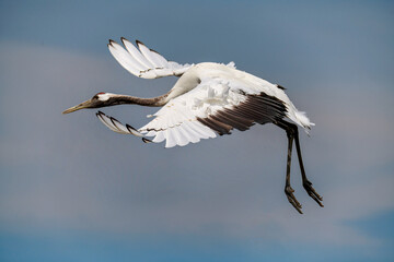 Red - crowned crane in Zhalong Nature Reserve Qiqihar city Heilongjiang province, China.