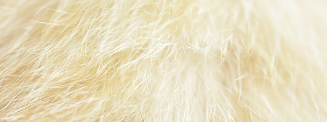 cat fur texture. HD Image and Large Resolution. can be used as background and wallpaper. web banners consepts.