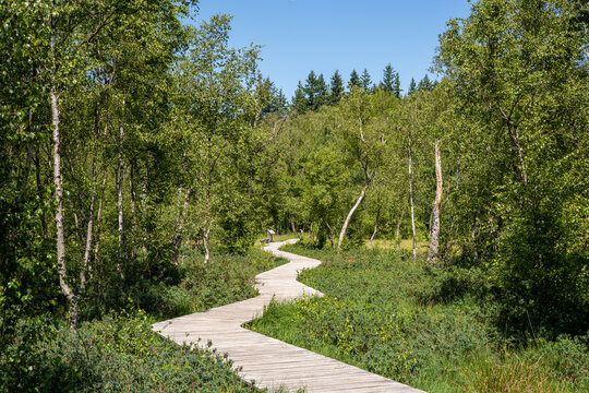 Wooden path trail at the peat bog B&oslash;llemosen surrounded by birch trees, blueberries and other unique plant life - J&aelig;gerborg Hegn, Skodsborg, Denmark
