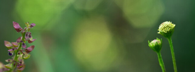 flower petals with green blur background and sunset light. HD Image and Large Resolution. can be used as background and wallpaper. web banners consepts.