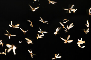 Mayfly flying ​lights​ playing​ night​ time​