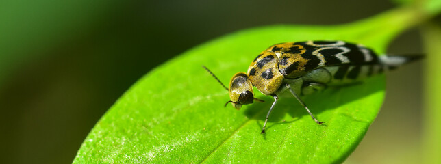 insects on the leaves with green blur background and sunset light. HD Image and Large Resolution. can be used as background and wallpaper. web banners consepts.