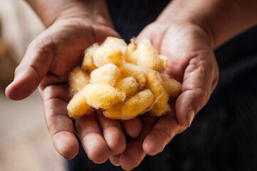 Yellow silk cocoons in woman hand. Traditional sericulture of Thai silk