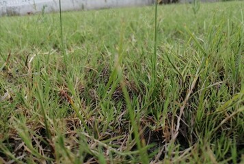 natural green grass background