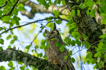 Great horned owl, female hidden in the branches of a tree