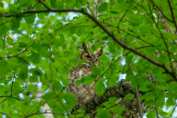 Great horned owl, female hidden in the branches of a tree