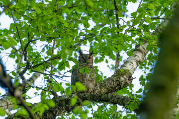 Great horned owl, female hidden in the branches of a tree