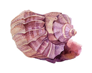 Watercolor hand-drawn sea shell isolated on white background. Creative nature realistic object for card, wallpaper, textile, wrapping, florist