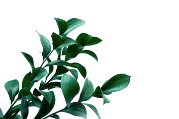 tropical leaf isolated on white background, fresh green leaves