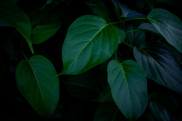 Fototapeta na wymiar closeup nature view of green leaf background and dark tone