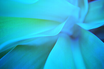 closeup nature view of blurred green leaf on background and sunlight, fresh wallpaper banner concept