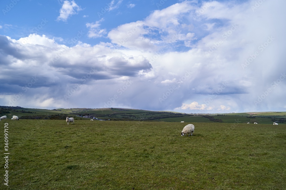 Sticker Flock of white sheep grazing on green grass field under the blue sky and white clouds