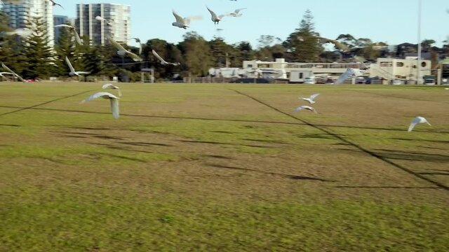 Slow motion Flock of White Little Corella Parrots, Dove and White or Yellow Crested  Cockatoo flying away in an outdoor soccer field at the park in Sydney, Australia