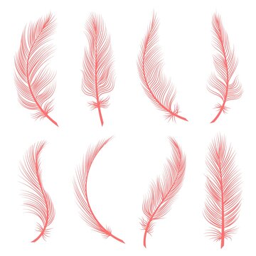 Ostrich Feather Vector Images – Browse 5,537 Stock Photos, Vectors, and  Video