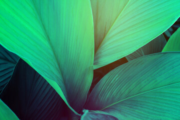 closeup nature view of green leaf on background and sunlight, fresh wallpaper banner concept