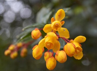 Selective focus shot of yellow Berberis darwinii blossom