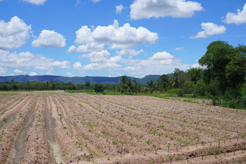 Naklejka na ściany i meble Agricultural scenery in the foothills in thailand North