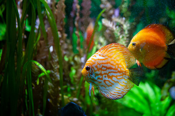 Discus fish. Beautiful multi-colored fish swim in an aquarium, orange and green tones.